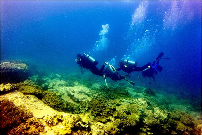Description: Đảo Hòn Cau có nhiều lợi thế về đa dạng sinh học, với các vùng rặng san hô, đá ngầm, thảm cỏ biển, và nền đáy cát là những sinh cảnh quan trọng. Nơi này đã được quy hoạch thành hệ thống khu bảo tồn biển Việt Nam đến năm 2020.