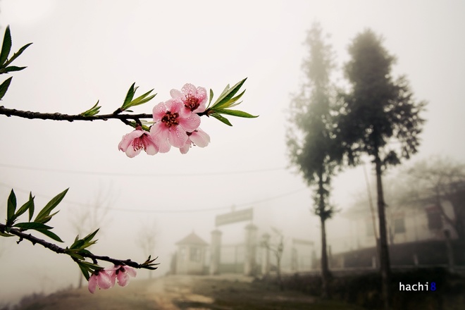 Description: Cây hoa đào đang nở hoa rực rỡ ướt đẫm sương, đón xuân trước đồn biên phòng Vàng Ma Chải.