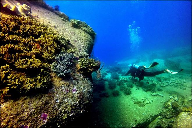 Description: Rặng san hô và thảm cỏ biển của Hòn Cau được coi là hệ sinh thái năng suất nhất.