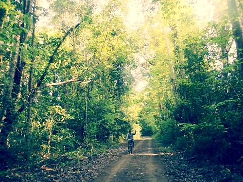 Description:  Đạp xe dưới bóng cây xanh mát của rừng Nam Cát Tiên. Ảnh: Saru.