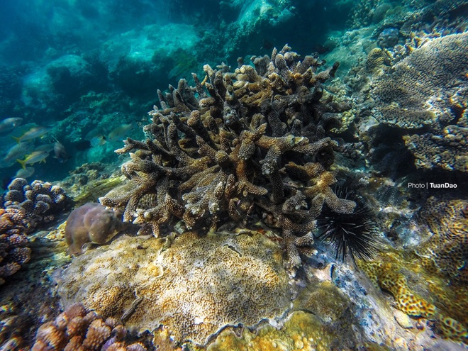 Description: Những rạn san hô ở rìa các đảo, cách mặt nước biển từ 2 đến 4 m, nên thuận tiện cho những người đi tàu đáy kính quan sát.