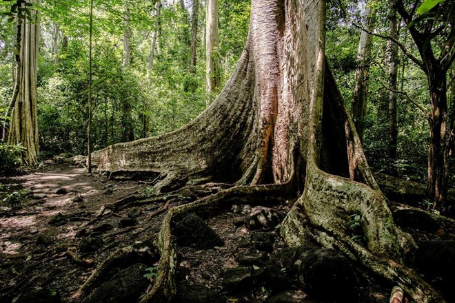 Description: Một cây tung khổng lồ 400 năm tuổi với rễ cây như những bức tường thành sừng sững giữa rừng khiến chúng tôi cảm nhận được sự nhỏ bé của mình trước sự hùng vĩ và đầy sức sống của mẹ thiên nhiên. Ảnh toàn cảnh cây tung.