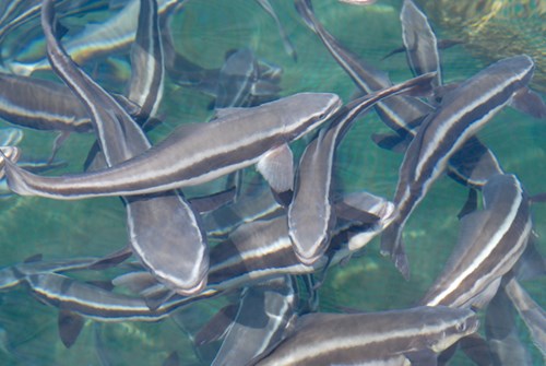 Description: Cá bớp, một đặc sản biển ở Phú Quý
