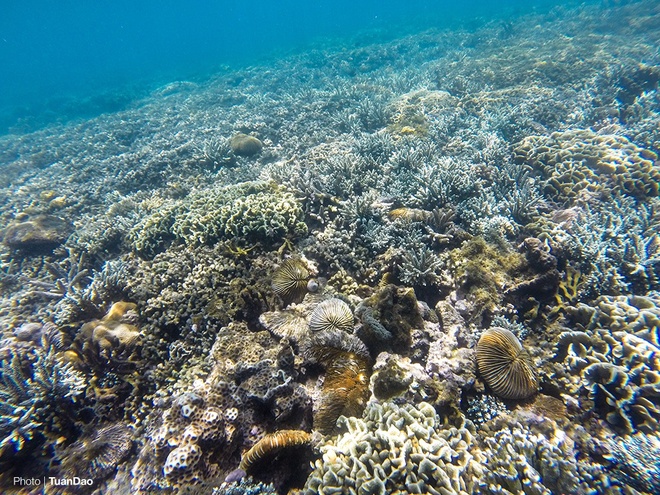 Description:  Chính quyền ở đây có nhiều biện pháp bảo vệ các rạn san hô còn lại, một số rạn san hô bị phá hủy do ý thức kém của một số người dân và khách du lịch.