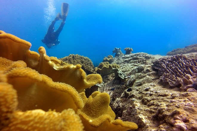 Description: Bạn chỉ cần lặn xuống vài mét là có thể dễ dàng chiêm ngưỡng rặng san hô đa dạng và rất nhiều màu sắc nơi đây.