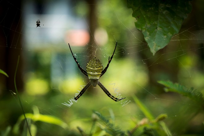 Description: Một con nhện rừng rất đẹp đang giăng tơ, nếu để ý bên cạnh bạn có thể thấy được một con mồi đã sắp trở thành mồi ngon cho chú nhện này. 