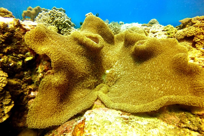 Description: Một rặng san hô vàng rực trong quần thể khu bảo tồn.