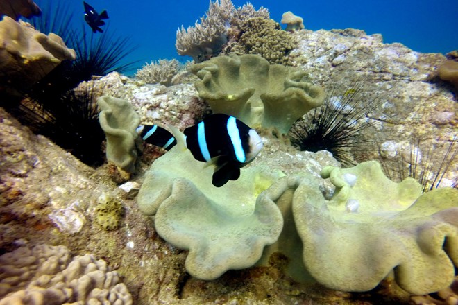 Description: Nhím biển và nhiều loài cá trong khu bảo tồn san hô.