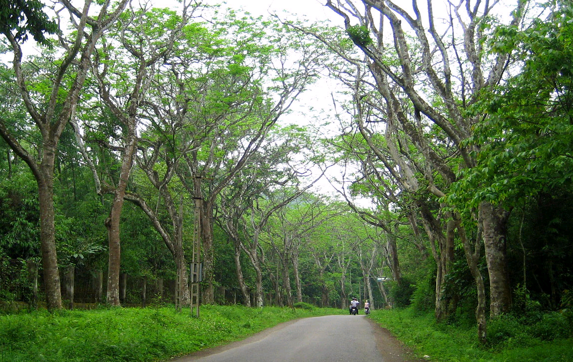 Description: Rừng quốc gia Cúc Phương, Ninh Bình