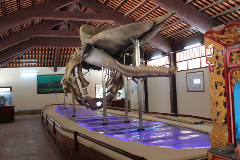 Description: Bộ xương cá voi dài gần 20m tại nhà trưng bày cốt Ông Hải Nam tại Vạn An Thạnh. Ảnh: San San